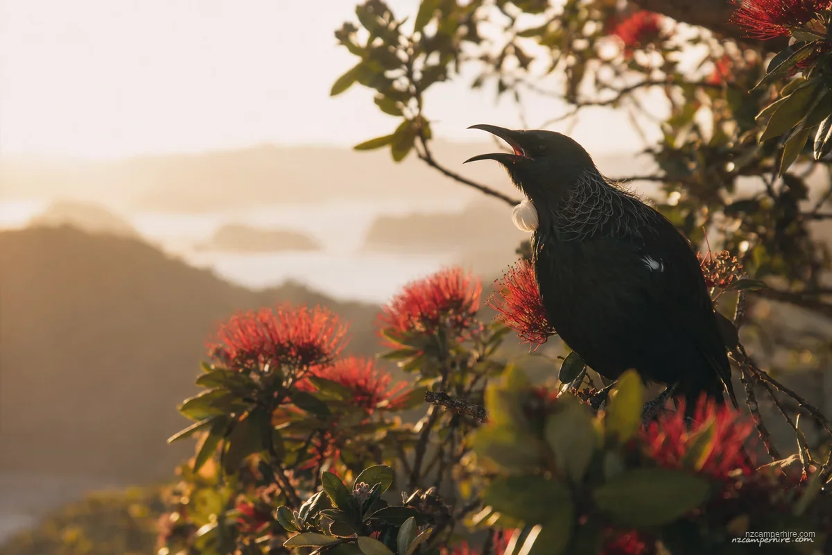 A quiet moment exploring day trips in Auckland